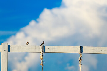 Swallows perch on a wooden beam against a backdrop of clouds and a blue sky.