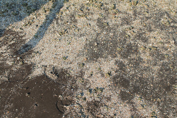 Wet Sand Beach Surface Wallpaper Texture. Grains Sandy shoreline. Abstract natural background.