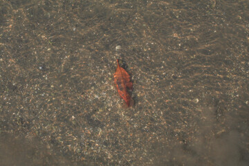 Orange leaves falling in the water with sand on ground. Autumn aesthetic abstract natural background.