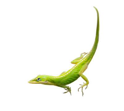 A green anole (Anolis carolinensis), a lizard found in Florida, isolated on a transparent background. Transparent PNG photo asset