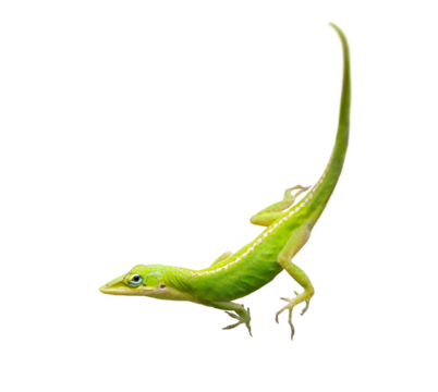 A green anole (Anolis carolinensis), a lizard found in Florida, isolated on a transparent background. Transparent PNG photo asset