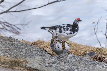 遊歩道をのんびり歩く雷鳥メス