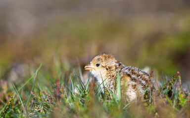 Chick of Red-legged Partridge, Alectoris rufa, North York Moors National Park, Yorkshire, England