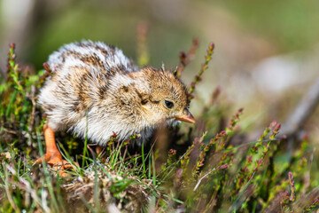 Fototapeta premium Chick of Red-legged Partridge, Alectoris rufa, North York Moors National Park, Yorkshire, England