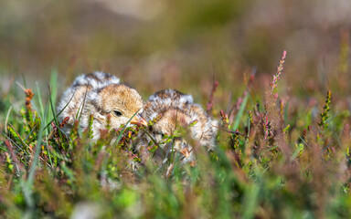 Chick of Red-legged Partridge, Alectoris rufa, North York Moors National Park, Yorkshire, England