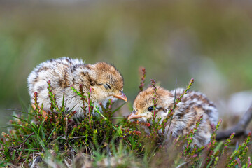 Chick of Red-legged Partridge, Alectoris rufa, North York Moors National Park, Yorkshire, England