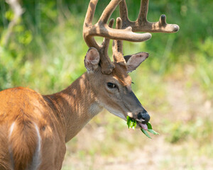 White-Tailed Deer Buck Eating During Summer