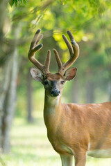 White-Tailed Deer Buck Eating During Summer