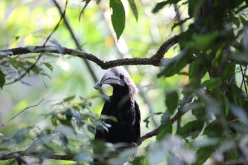 The white-crowned hornbill (Berenicornis comatus), also known as the long-crested hornbill or white-crested hornbill. This photo was taken in Thailand.