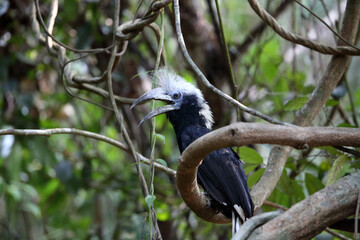 The white-crowned hornbill (Berenicornis comatus), also known as the long-crested hornbill or white-crested hornbill. This photo was taken in Thailand.