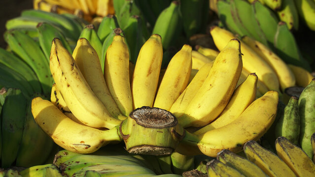Fresh local banana fruit sold in traditional markets. Focus selected