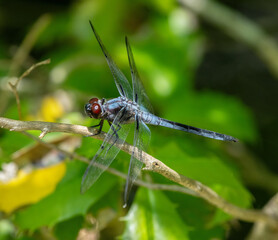 Male Bar-Winged Skimmer Dragonfly at Smith Farm, Dartmouth, Massachusetts