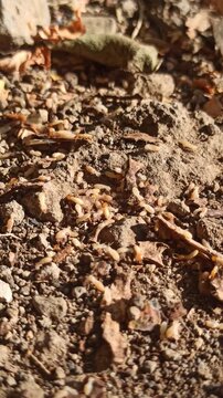 termites on gorund