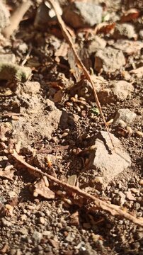 termites on gorund