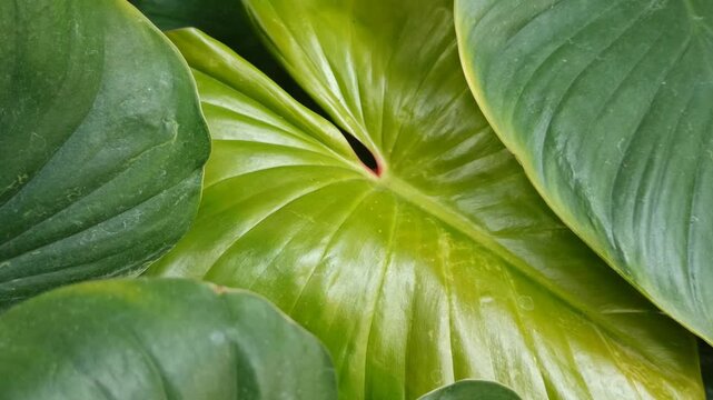 homalome leaves