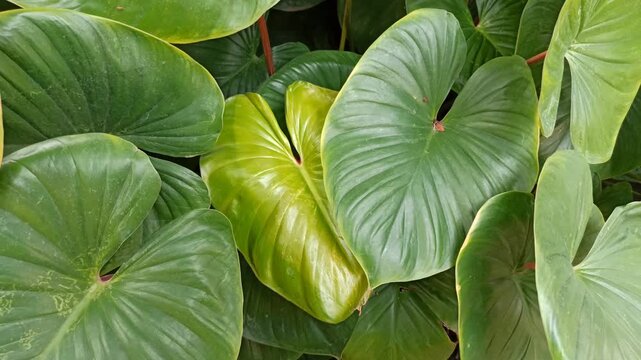 homalome leaves