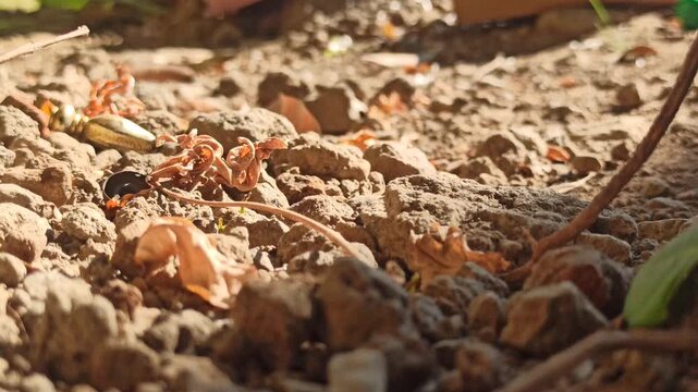 termites on gorund
