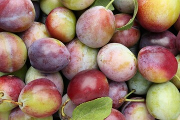 Many fresh plums and leaves as background, top view