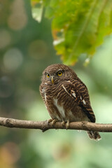 Spotted Owlet Perched on Branch at Buxa Tiger Reserve, West Bengal