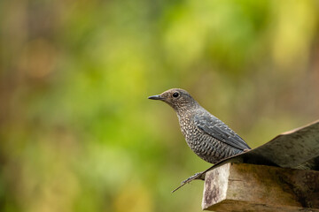 Thrush Bird Perched on Roof Shade at Buxa Tiger Reserve