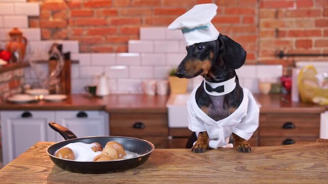 Stylish dog dachshund cook in white cap bow tie is preparing scrambled eggs in kitchen, failure with cooking, looks around in confusion Cooking show, master class breakfast recipes from nutritionist
