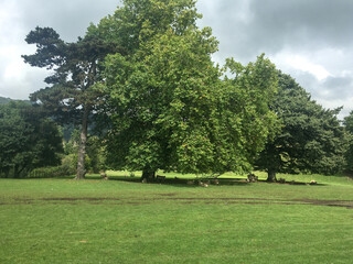 trees in the park