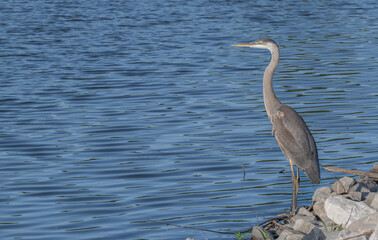 Great blue heron stands on the rocky shore of a lake in summer.