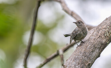 Gray catbird perched on a tree branch.