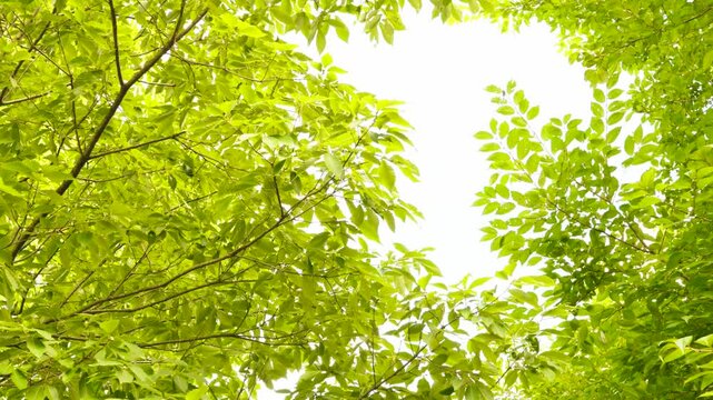 Summer trees and the sounds of cicadas. 夏の樹木とセミの鳴き声