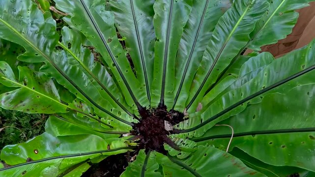 Close up view of Asplenium scolopendrium is also known as a long-leaved green tongue fern .