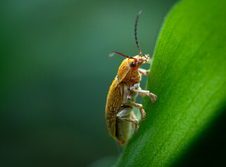 Vibrant orange beetles on green leaves