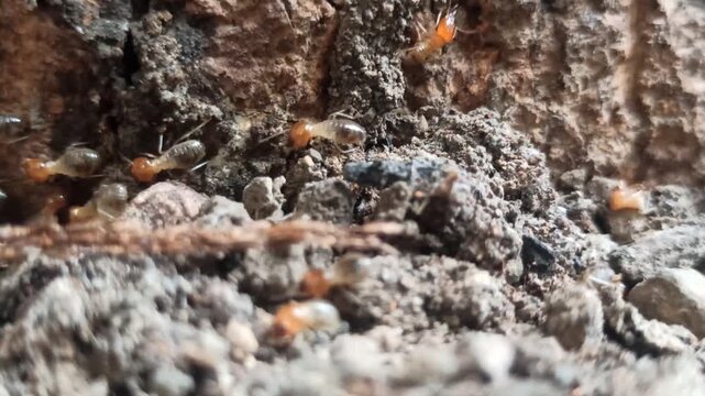 termites on wood