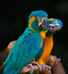 Blue-throated macaws are a brother-sister pair named Blade and Petal at Brookfield Zoo