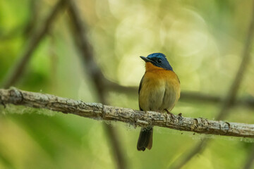 The Slaty-backed Flycatcher (Ficedula erithacus) is a small bird characterized by its slate-grey...