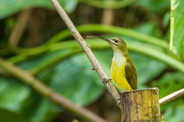 Obraz premium The Little Spiderhunter (Arachnothera longirostra) is a small bird with olive-green upperparts and yellowish underparts. It has a long, curved bill adapted for feeding on nectar and small insects. 