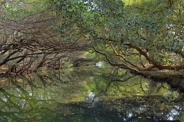 Sicao Green Tunnel, canopy of mangrove trees at Dazhong Rd, Annan District, Tainan, Taiwan