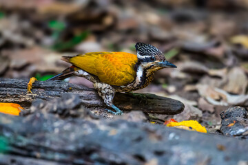 Common Flameback The back is brassy-brown, the rump is red, and the face has alternating white and...