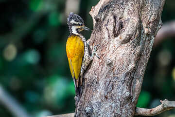 Common Flameback The back is brassy-brown, the rump is red, and the face has alternating white and black stripes running down the side of the neck. The lower body is black with white scale patterns.	