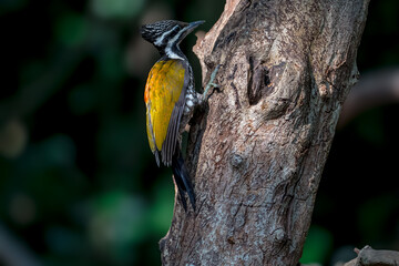 Common Flameback The back is brassy-brown, the rump is red, and the face has alternating white and...