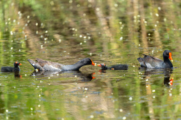 Family feeding
