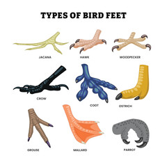 Obraz premium Different types of bird feet and leg set collection, education poster design biology animal anatomy with various function with jacana, hawk, woodpecker, crow, coot, ostrich, grouse, mallard, parrot.