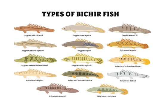 Different types of bichir fish set collection, freshwater aquarium fish breeds icon set, tropical underwater predator fish ocean, ancient animal dragon, education poster, isolated on white background.