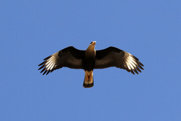 Um Belíssimo carcará sobrevoando Caldas Novas - GO 