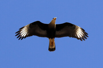 Um Belíssimo carcará sobrevoando Caldas Novas - GO 
