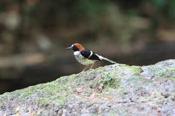 The chestnut-naped forktail (Enicurus ruficapillus) is a species of bird in the flycatcher and chat family Muscicapidae.