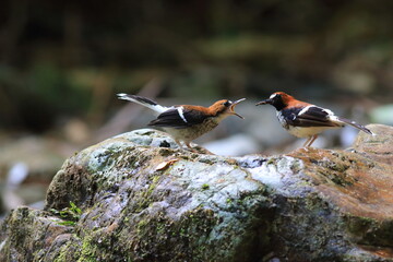 The chestnut-naped forktail (Enicurus ruficapillus) is a species of bird in the flycatcher and chat family Muscicapidae.