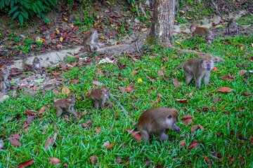 Monkeys on the streets of Langkawi, Malaysia