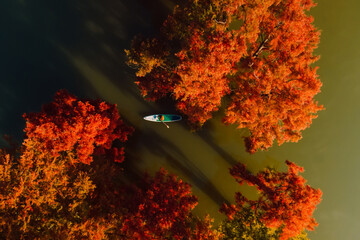 Traveller swims on stand up paddle board at lake with autumnal swamp trees. Drone top down view