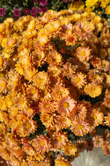 Autum mums, chrysanthemums closeup in sunny day. Beautiful autumn decor