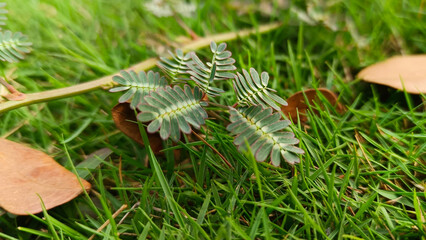Close up view of Sleepy Grass or Sensitive Plant with Dry Leaves on the Ground